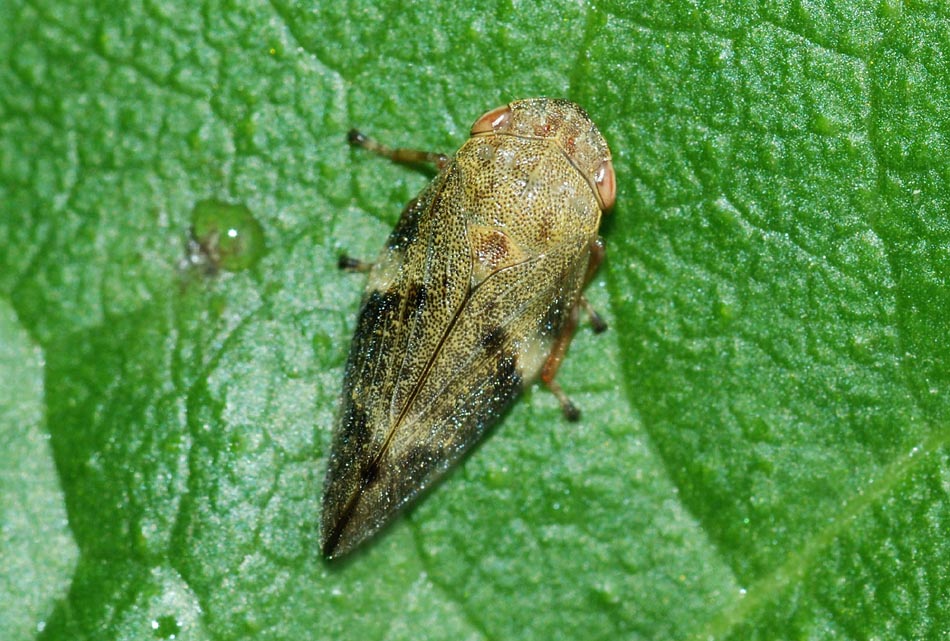 Aphrophoridae e Cicadellidae